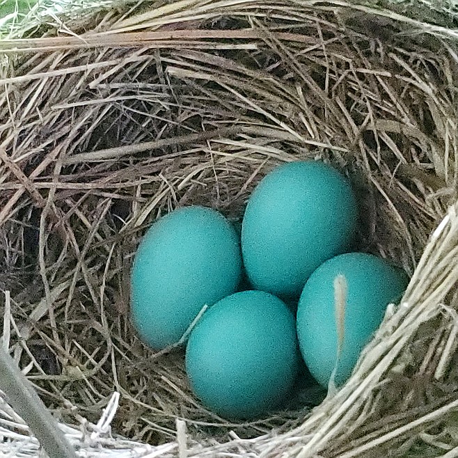 Robin eggs As blue as the sky! Bonners Ferry Herald